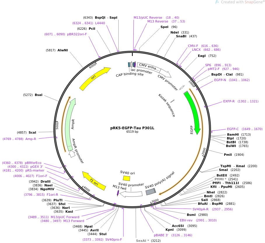 pRK5-EGFP-Tau P301L质粒图谱